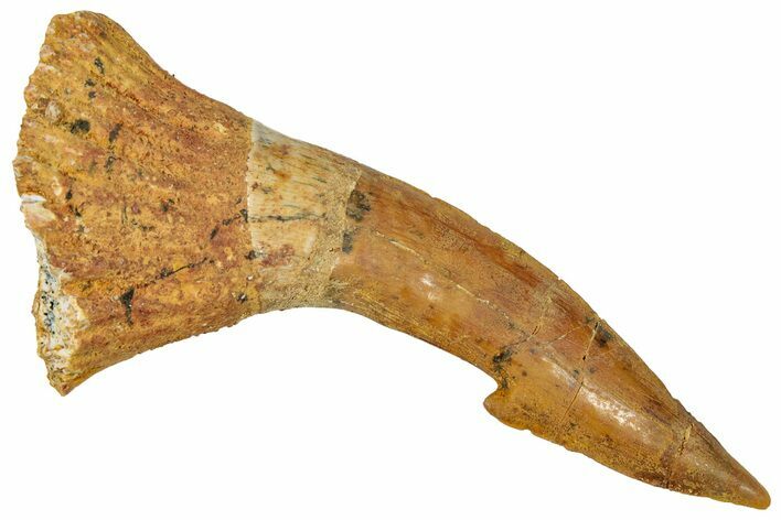 Fossil Sawfish (Onchopristis) Rostral Barb - Morocco #322873